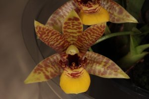 Promenaea stapelioides subsp. xanthina