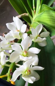 Rhynchostylis gigantea f. harrisoniana